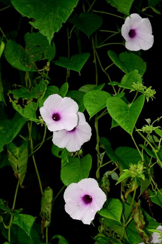 Argyreia – eFlora of India